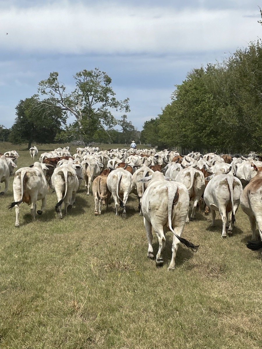7J Ranch cattle