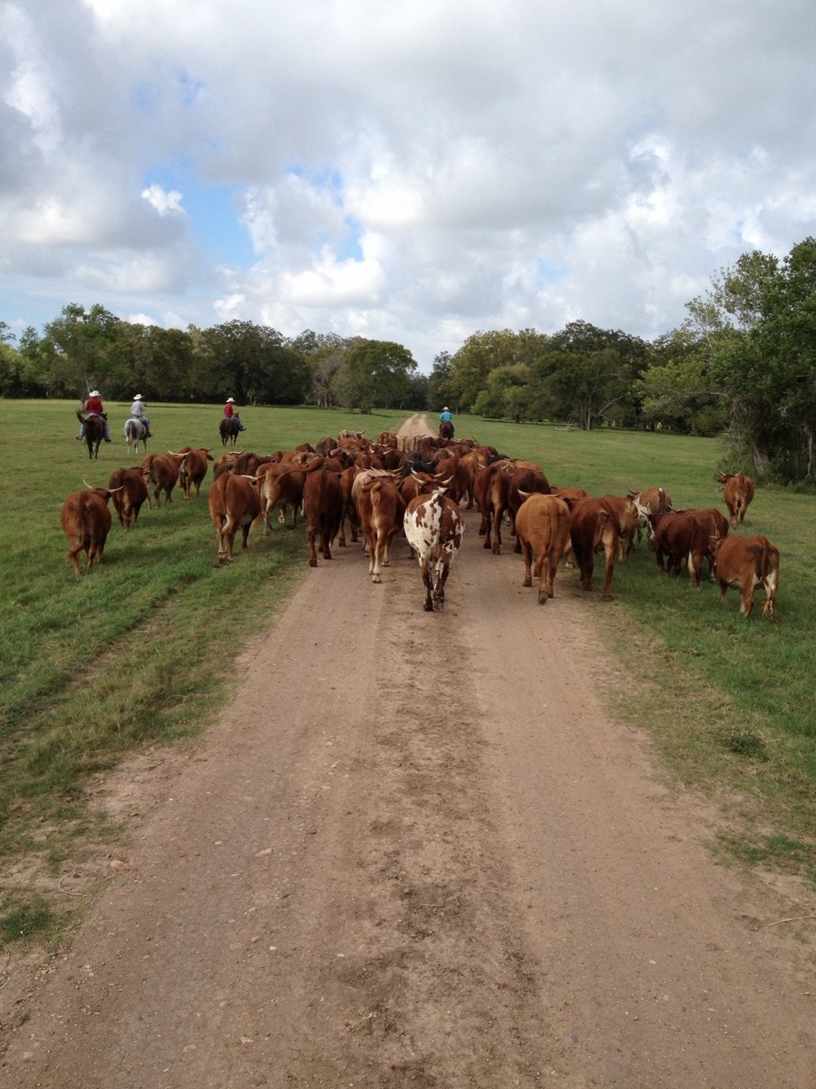 7J Ranch cattle