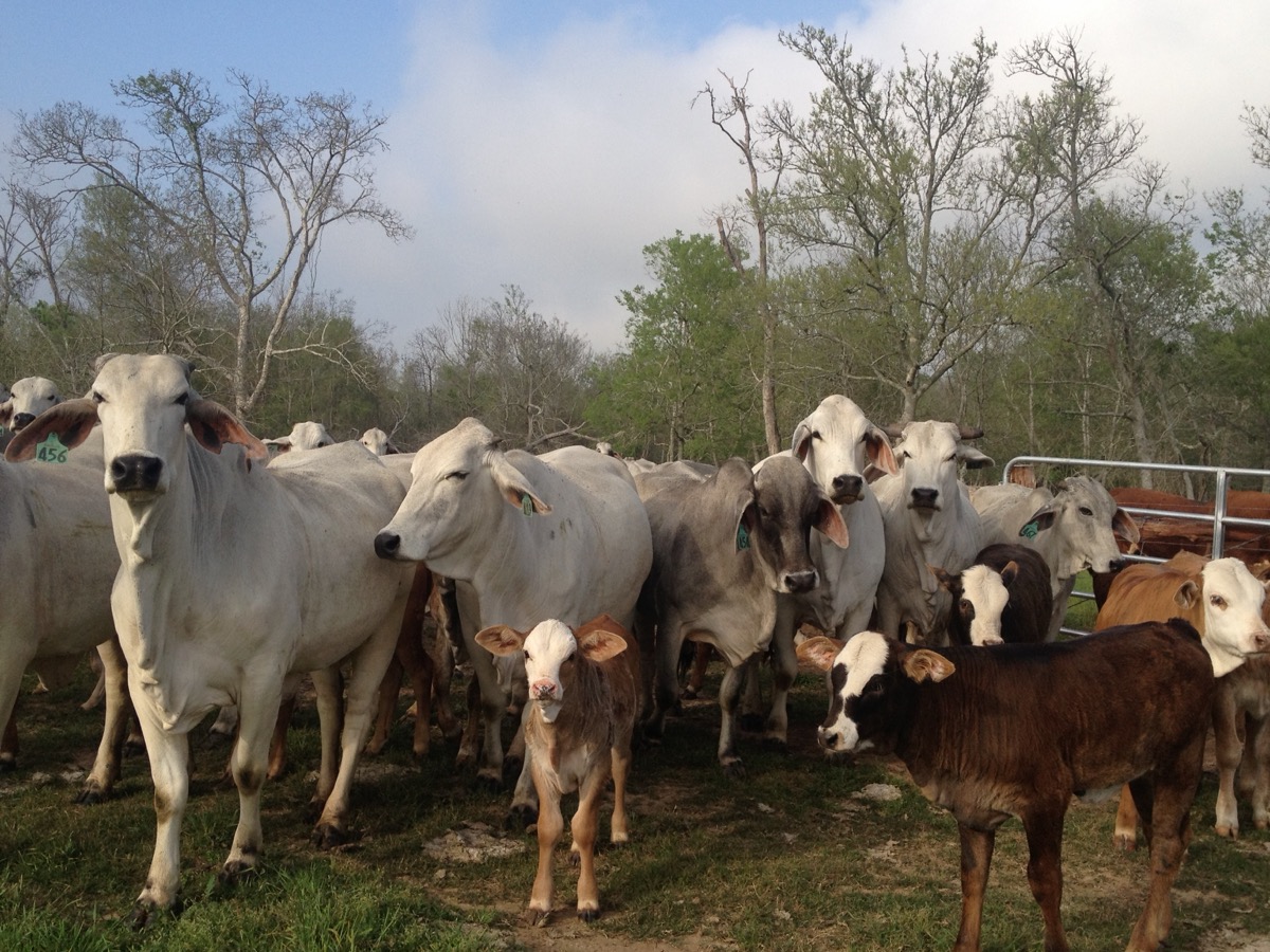 7J Ranch cattle
