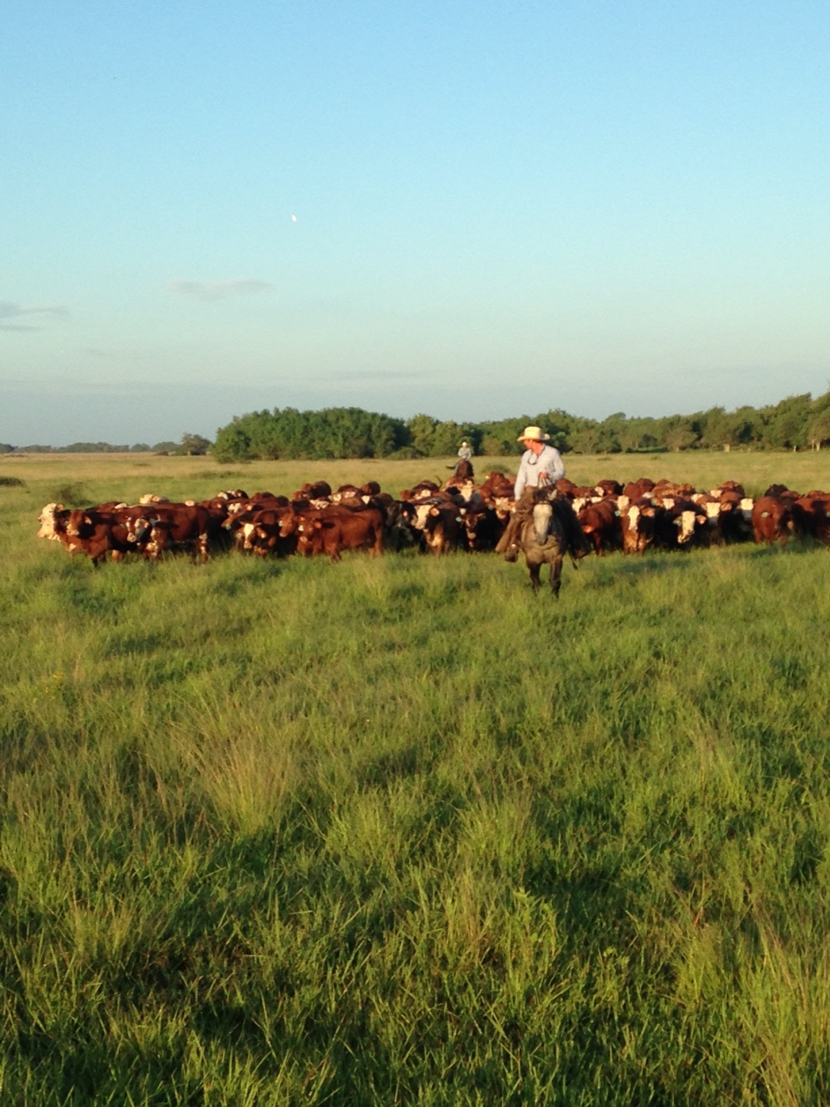 7J Ranch cattle
