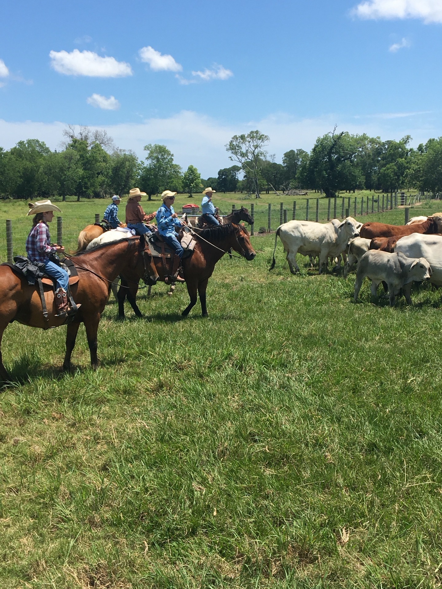Working cattle on horseback