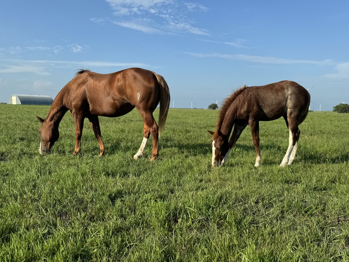 Performance horse at full gallop