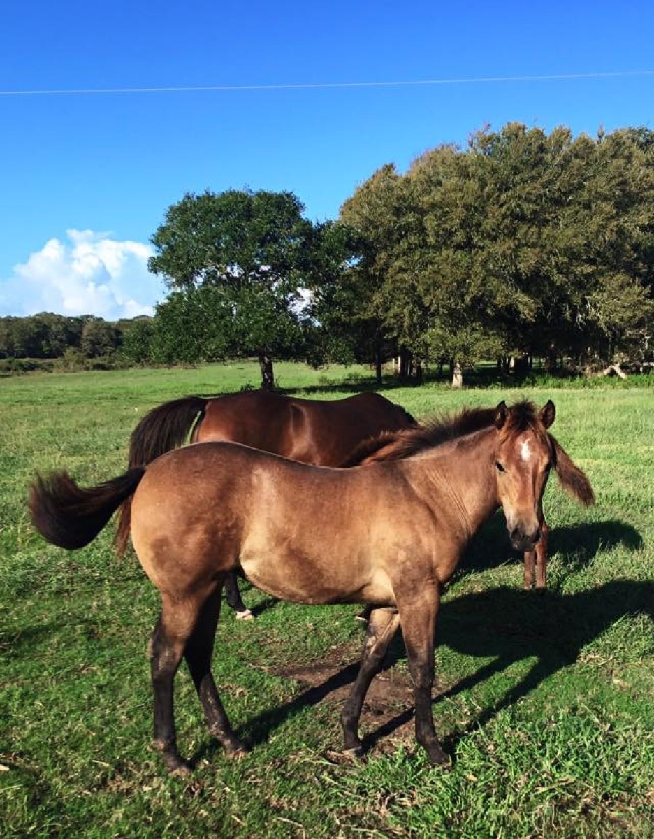 7J Ranch horses
