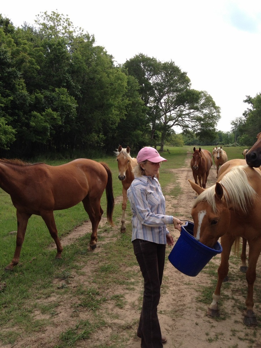 7J Ranch horses