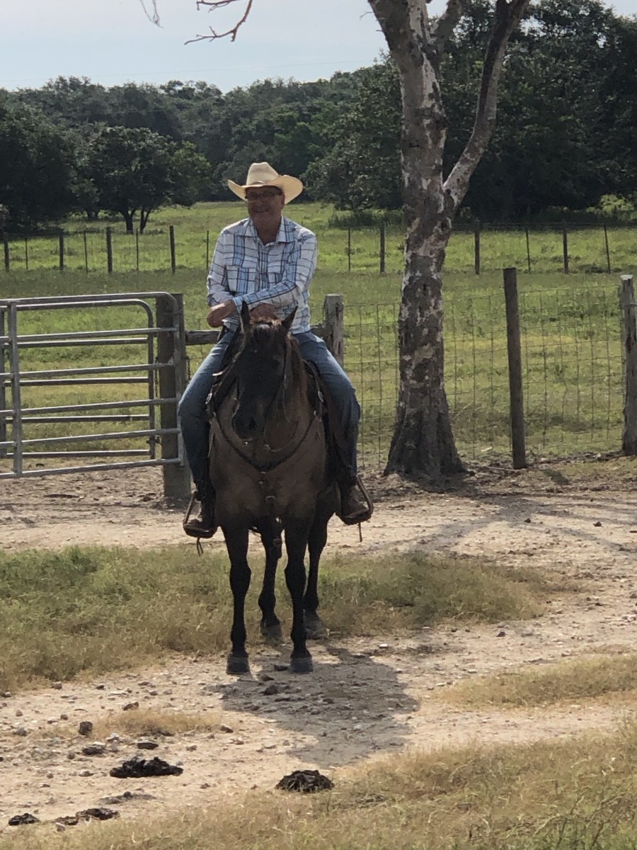 7J Ranch horses