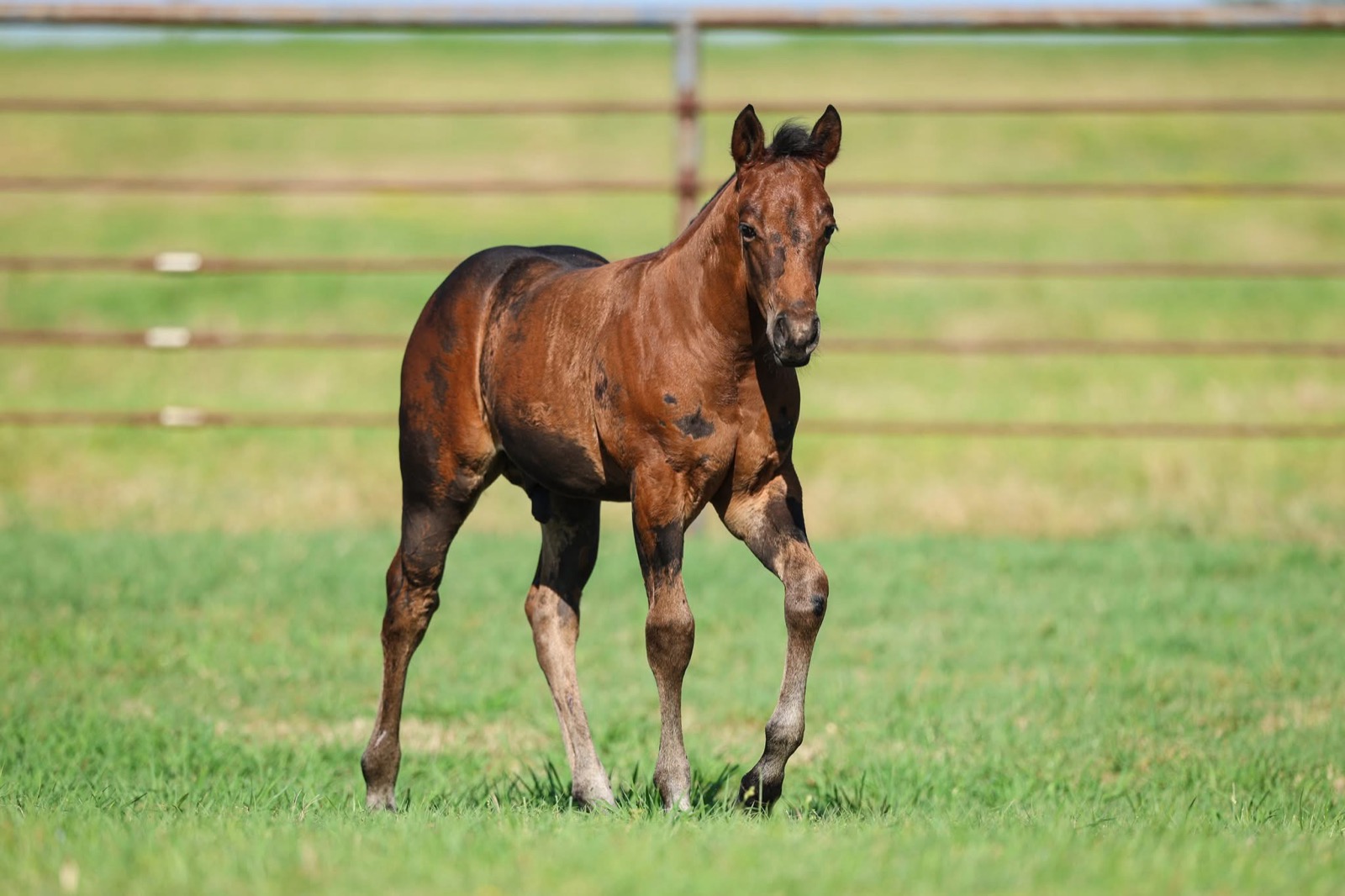 7J Ranch horses